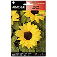 Los mejores  - Semillas de Flores - Girasol enano amarillo - Batlle